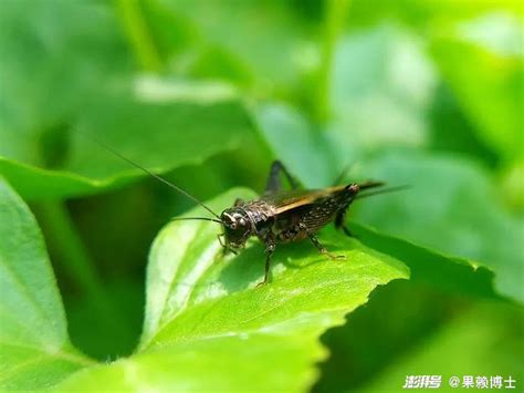 蟋蟀 家裡|3种方法来消灭屋内的蟋蟀